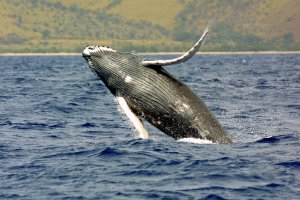 Whales in Paradise Whales in Paradise