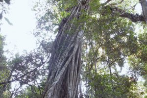 Tree Top Walk 0021